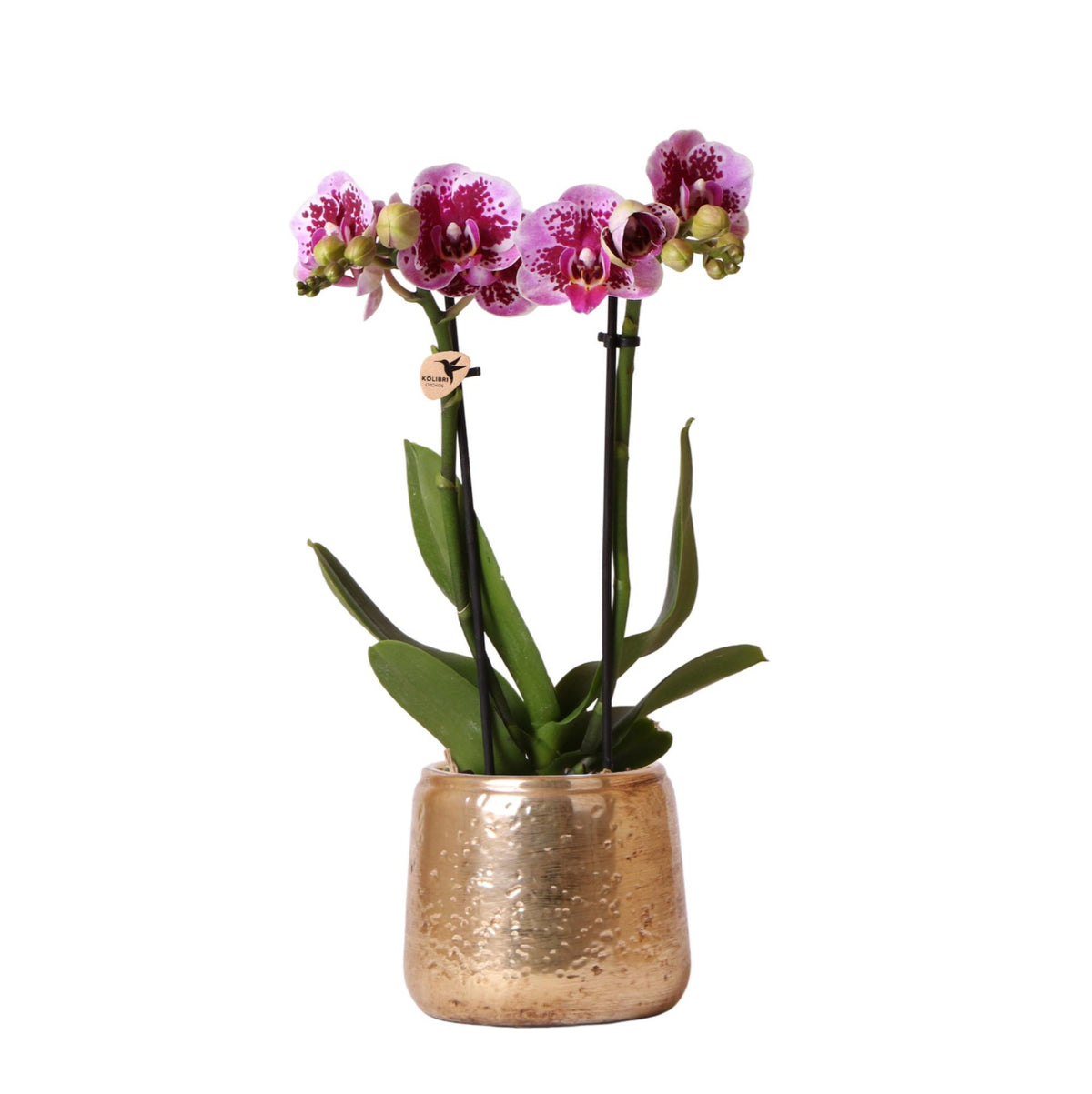 Roze paarse Phalaenopsis orchidee - El Salvador + Luxury gouden sierpot - potmaat Ø9cm - 35cm hoog | bloeiende kamerplant - vers van de kweker