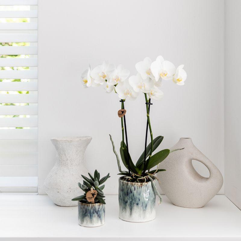 Witte Phalaenopsis orchidee – Amabilis + Sky pot – potmaat Ø9cm – 40cm hoog | bloeiende kamerplant in bloempot - vers van de kweker