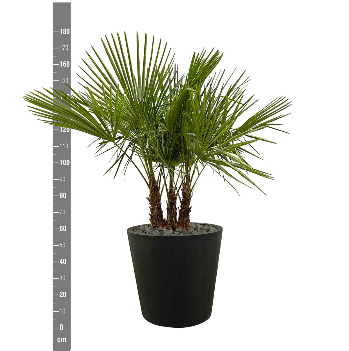 Trachycarpus multi stam - 180cm- Ø45